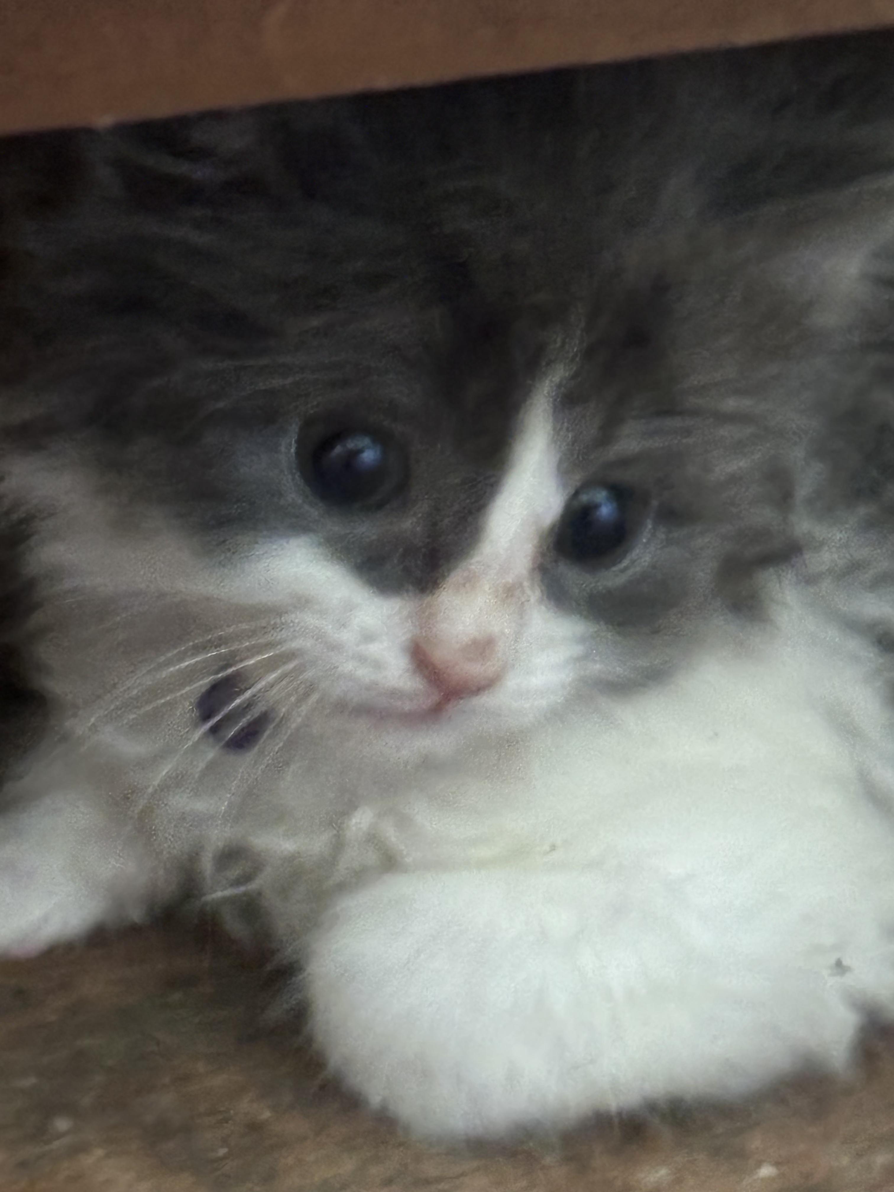 Enlarge Branch, a ADOPTABLE Domestic Short Hair in Washington, MI image 1/1