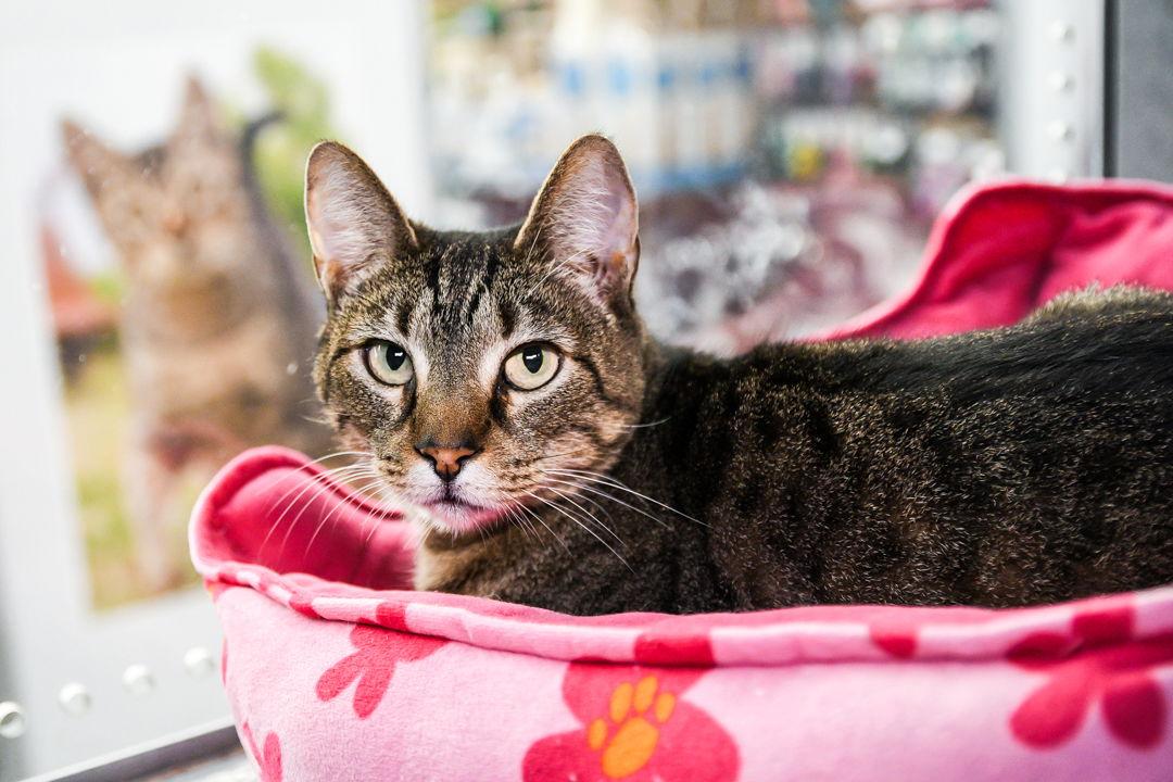 Rossie, Adoptable, Senior Female Domestic Short Hair.