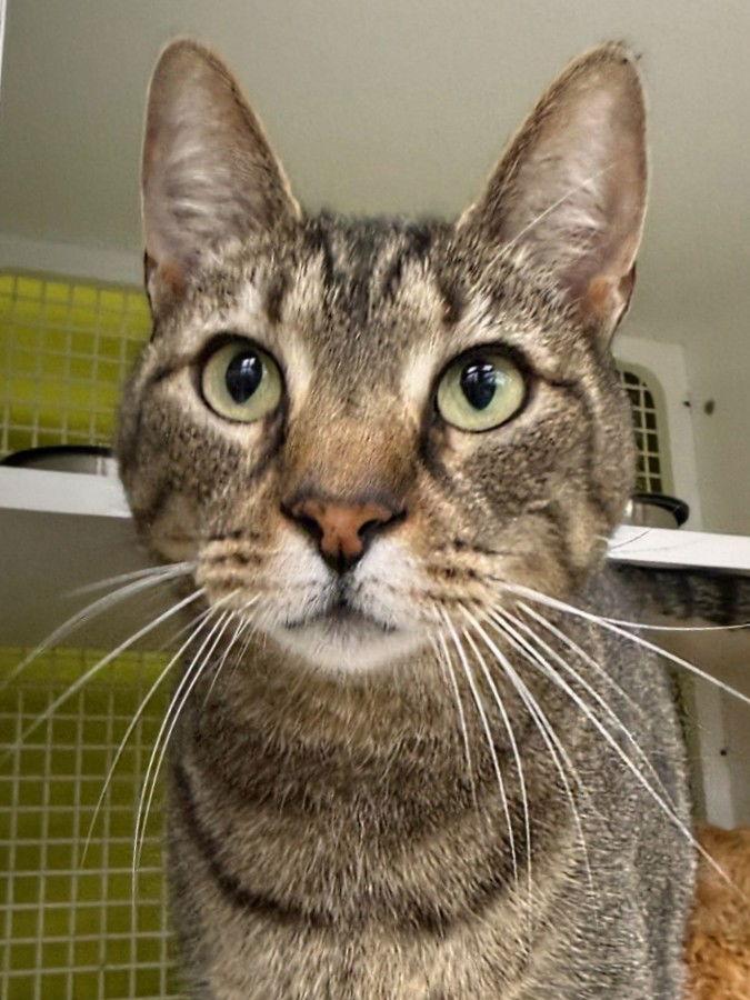 Enlarge Rossie, a Adoptable Domestic Short Hair in St. Cloud, FL image 2/3