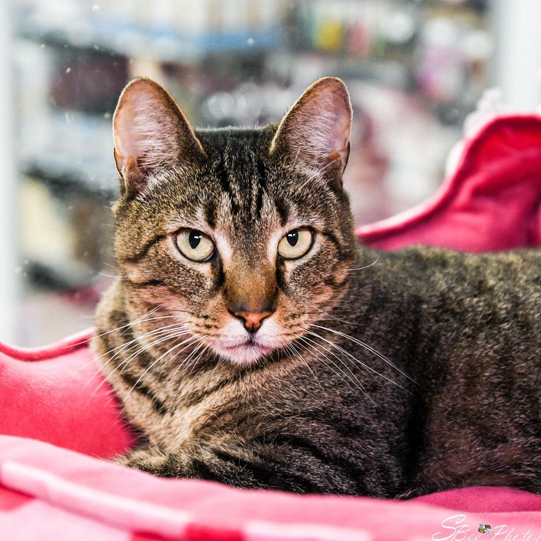 Enlarge Rossie, a Adoptable Domestic Short Hair in St. Cloud, FL image 3/3