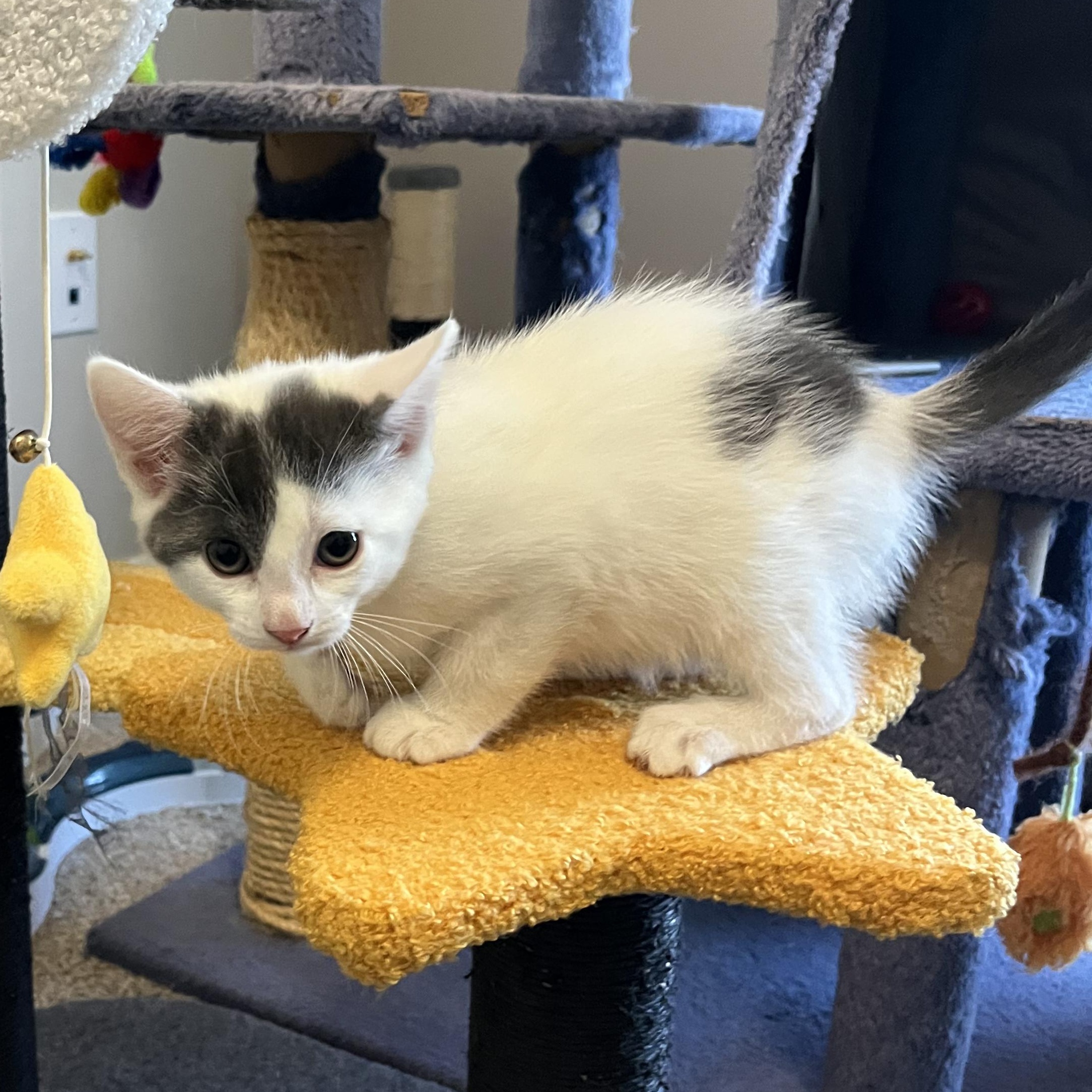 Maisy, an adopted Domestic Short Hair in East Amherst, NY image 3/6