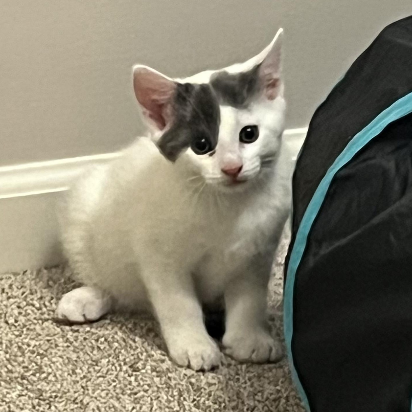 Maisy, an adopted Domestic Short Hair in East Amherst, NY image 4/6