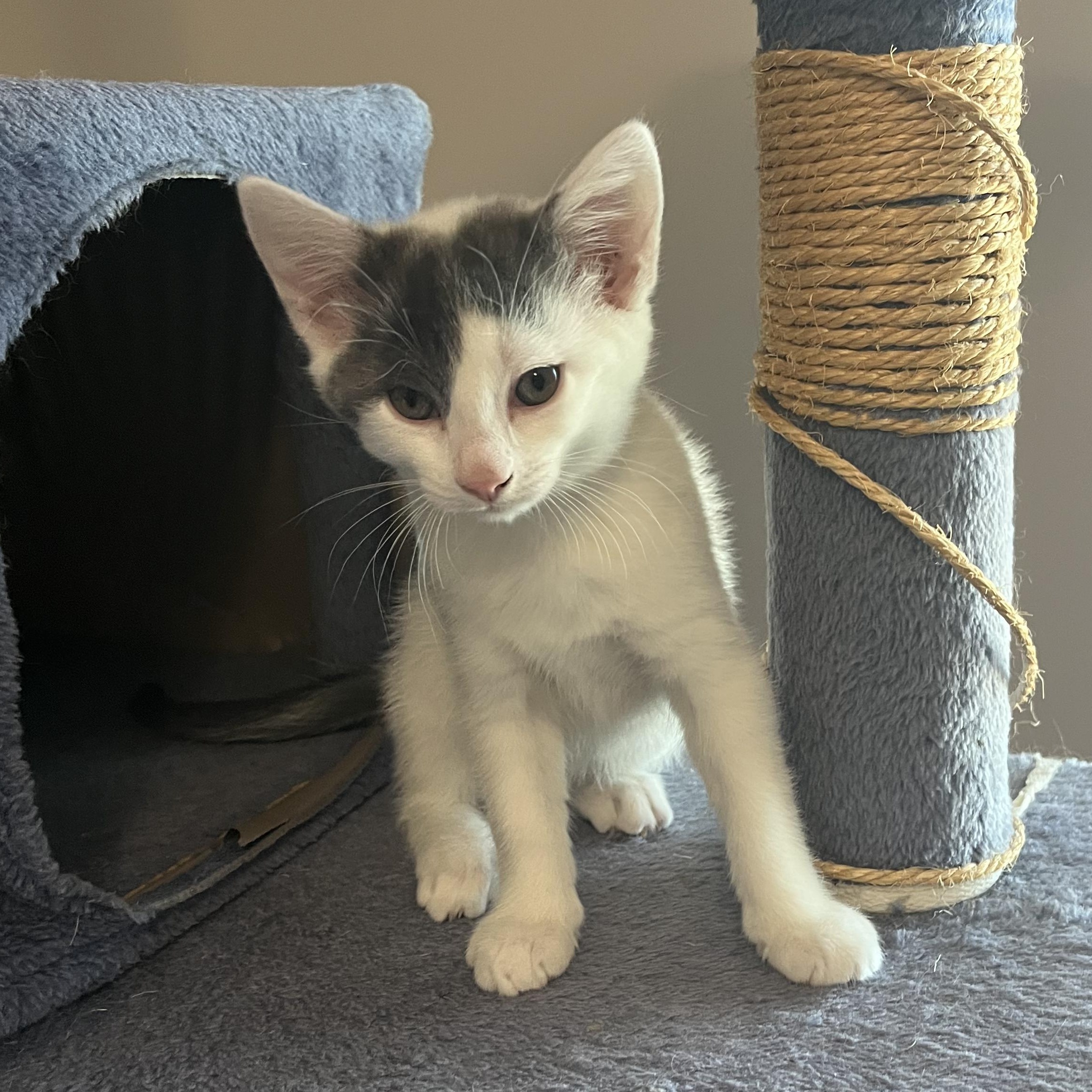 Maisy, an adopted Domestic Short Hair in East Amherst, NY image 6/6