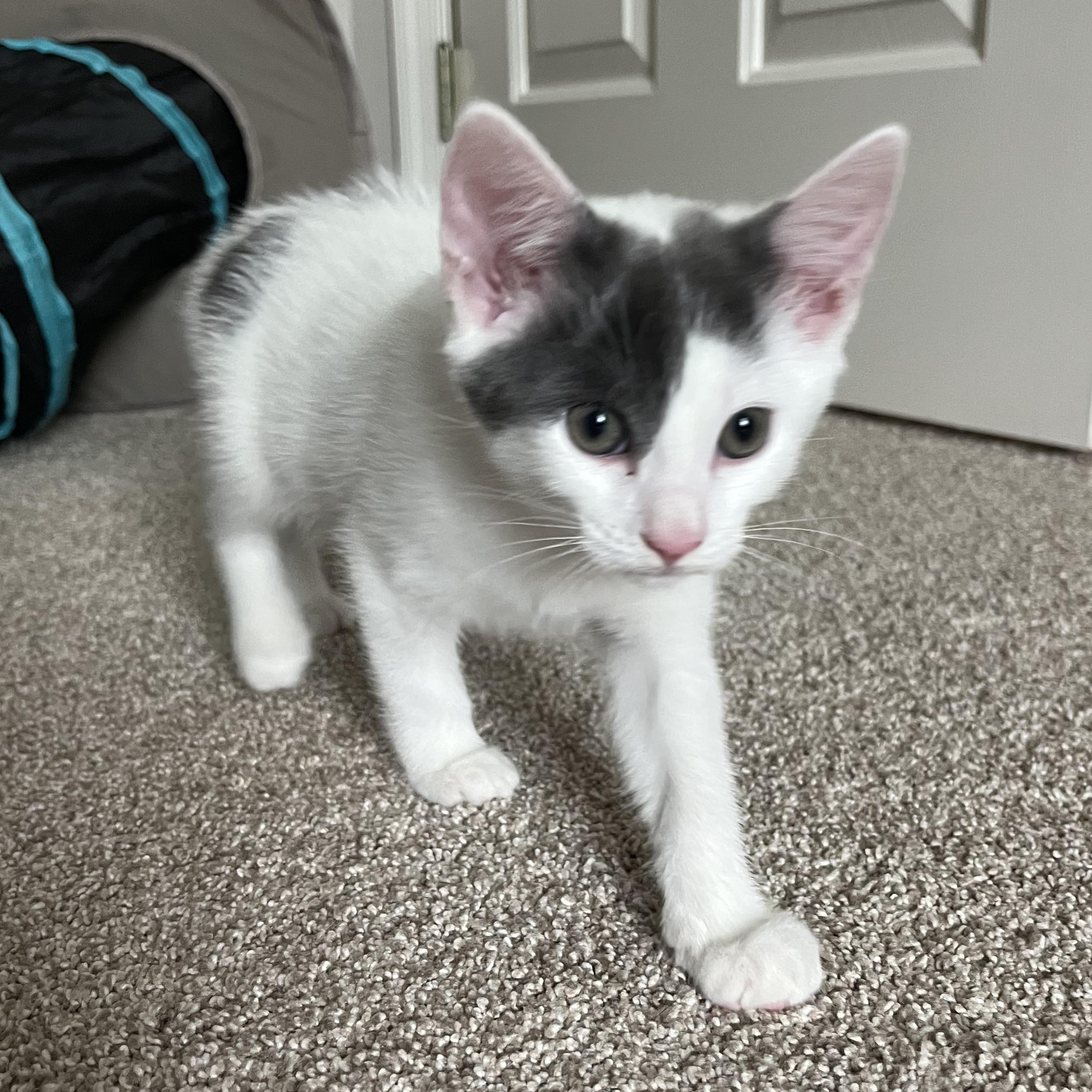 Maisy, an adopted Domestic Short Hair in East Amherst, NY image 5/6