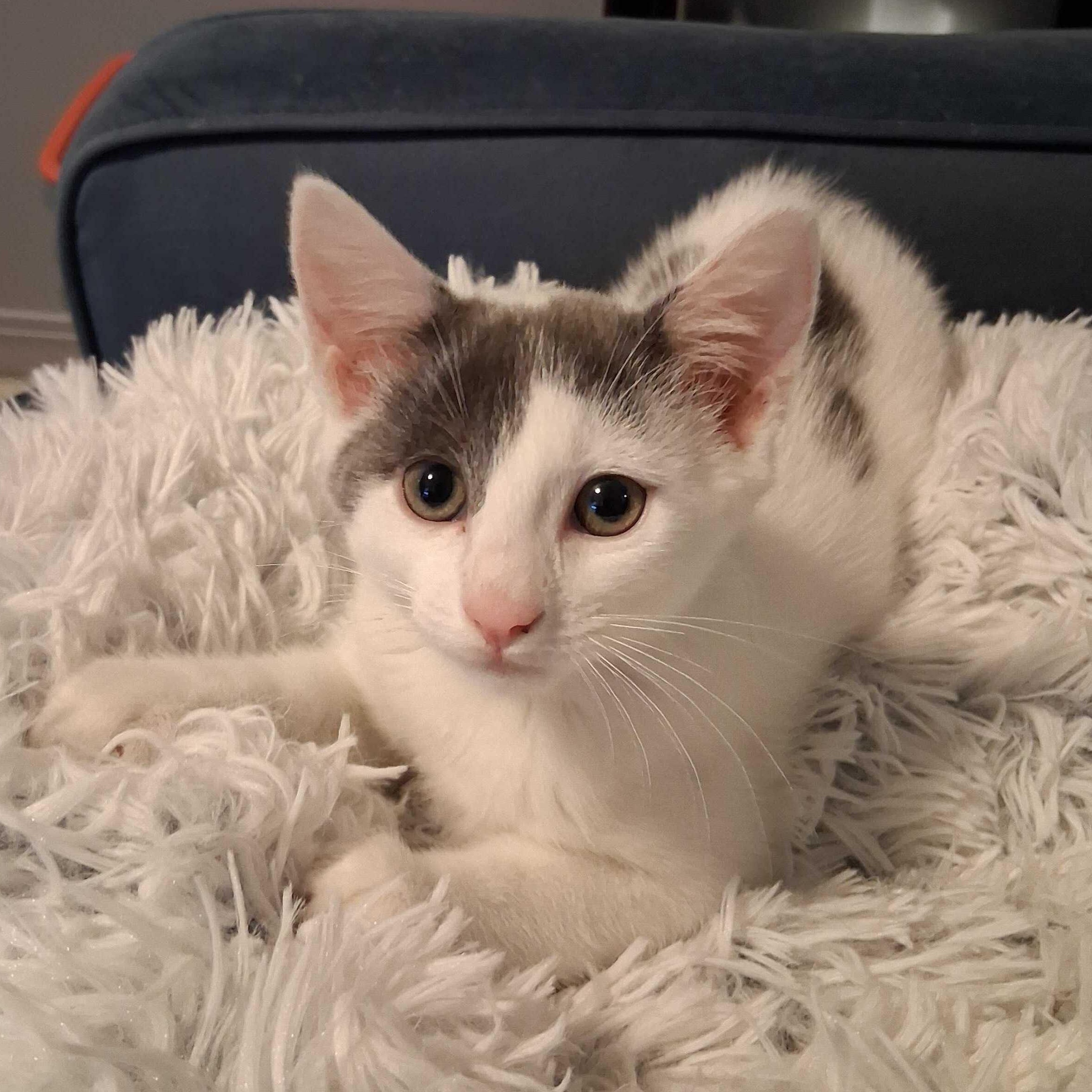 Maisy, adopted, Kitten Female Domestic Short Hair.