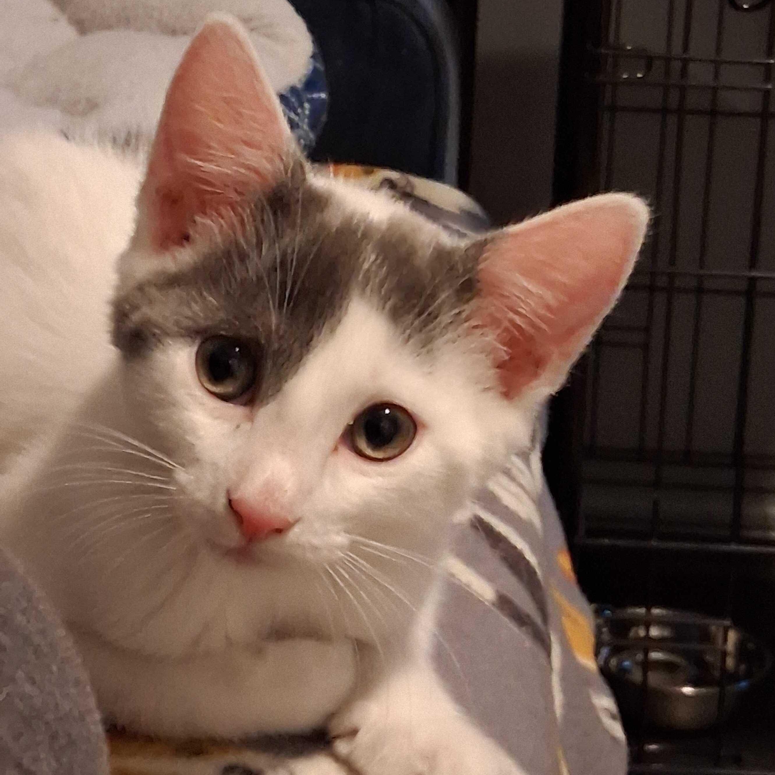Maisy, an adopted Domestic Short Hair in East Amherst, NY image 2/6