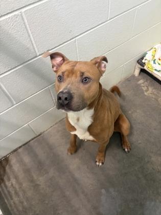 Enlarge Jingle, a Adoptable mixed breed in Columbus, IN image 1/3