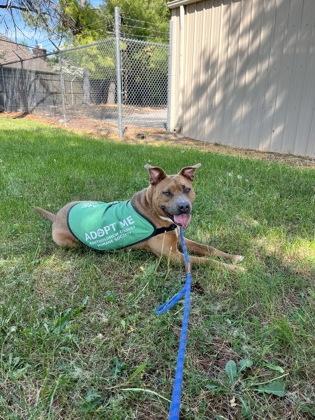 Jingles, Adoptable, Adult Male Mixed Breed & Mixed Breed.