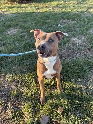 Enlarge Jingles, a Adoptable mixed breed in Columbus, IN image 1/3