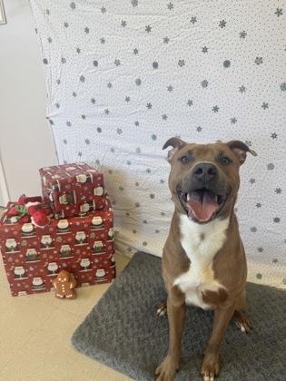 Enlarge Jingle, a Adoptable mixed breed in Columbus, IN image 2/3