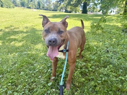 Jingles, Adoptable, Adult Male Mixed Breed & Mixed Breed.