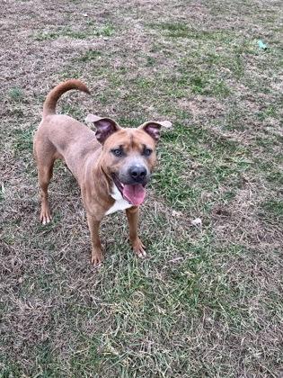 Enlarge Jingles, a Adoptable mixed breed in Columbus, IN image 3/3