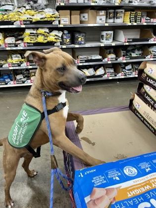 Jingles, a Adoptable mixed breed in Columbus, IN image 2/3