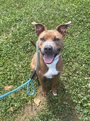 Jingles, a Adoptable mixed breed in Columbus, IN image 3/3