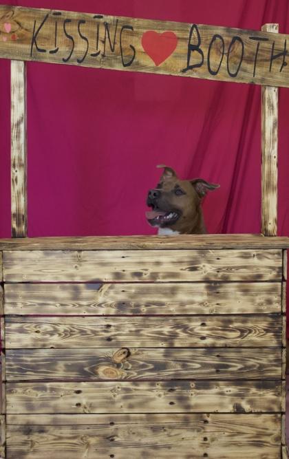 Enlarge Jingles, a Adoptable mixed breed in Columbus, IN image 3/4