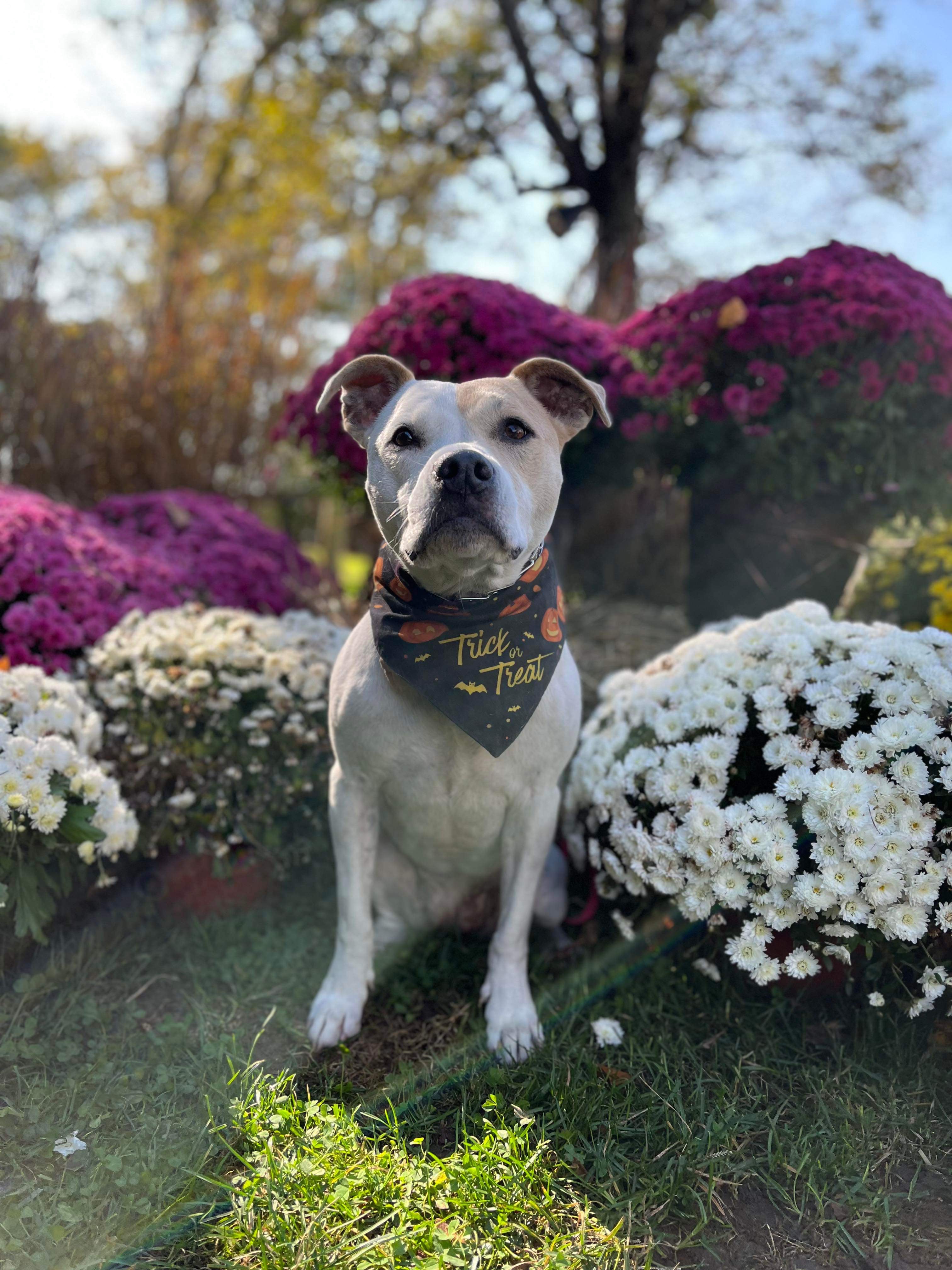 Enlarge Mia, a Adoptable mixed breed in Stamford, CT image 10/10