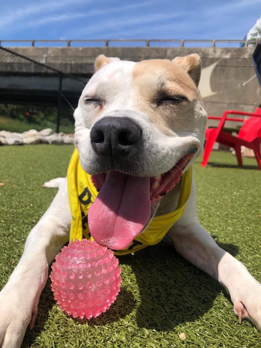 Enlarge Mia, a Adoptable mixed breed in Stamford, CT image 1/10