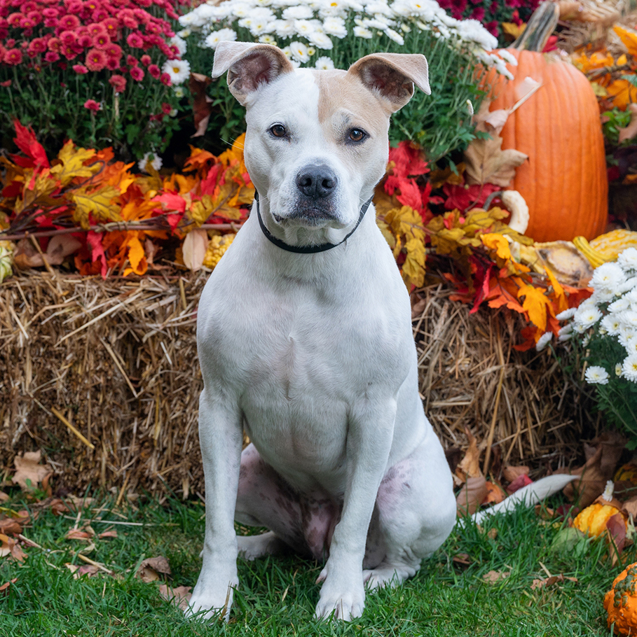 Enlarge Mia, a Adoptable mixed breed in Stamford, CT image 7/10