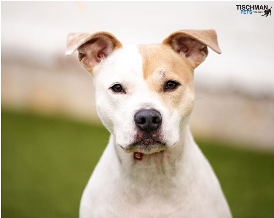 Enlarge Mia, a Adoptable mixed breed in Stamford, CT image 9/10