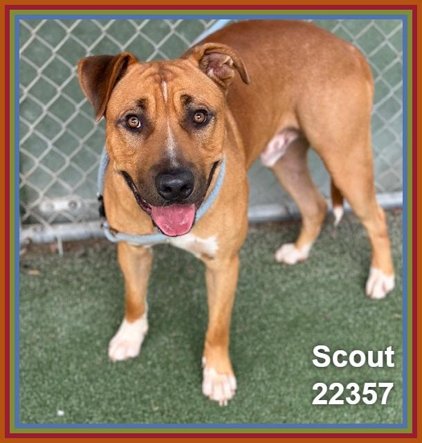 Enlarge SCOUT, a Adoptable mixed breed in Marietta, GA image 5/6