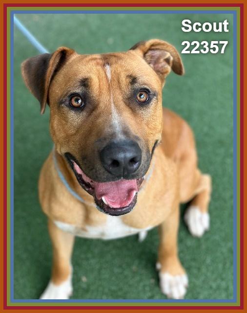 Enlarge SCOUT, a Adoptable mixed breed in Marietta, GA image 3/6