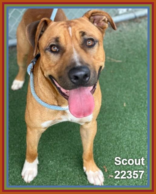 Enlarge SCOUT, a Adoptable mixed breed in Marietta, GA image 4/6