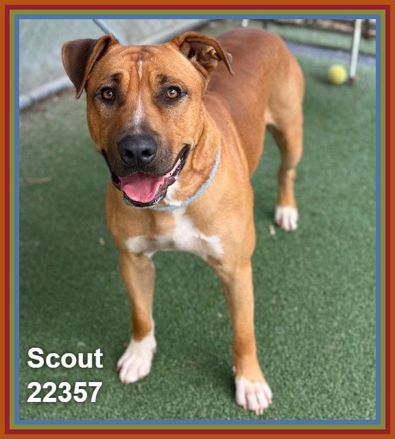 Enlarge SCOUT, a Adoptable mixed breed in Marietta, GA image 1/6