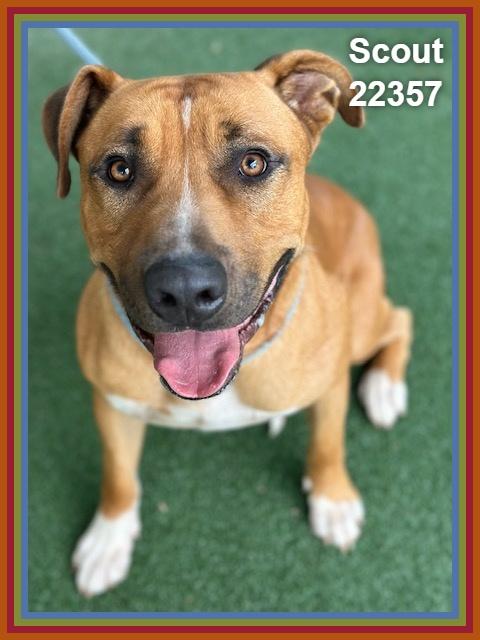 Enlarge SCOUT, a Adoptable mixed breed in Marietta, GA image 2/6