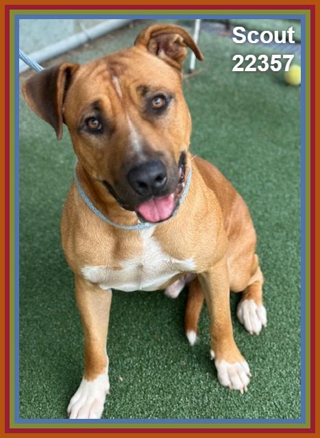 Enlarge SCOUT, a Adoptable mixed breed in Marietta, GA image 6/6