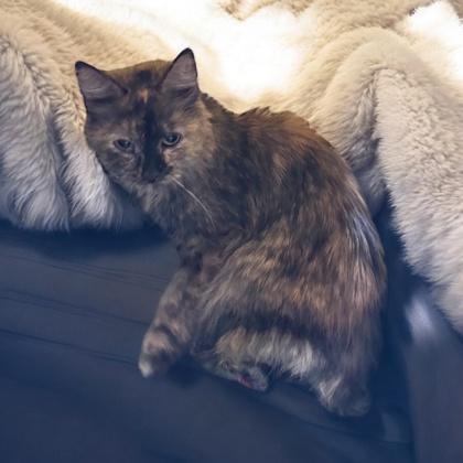 Baby Kitty (Tess) — thumbnail 2