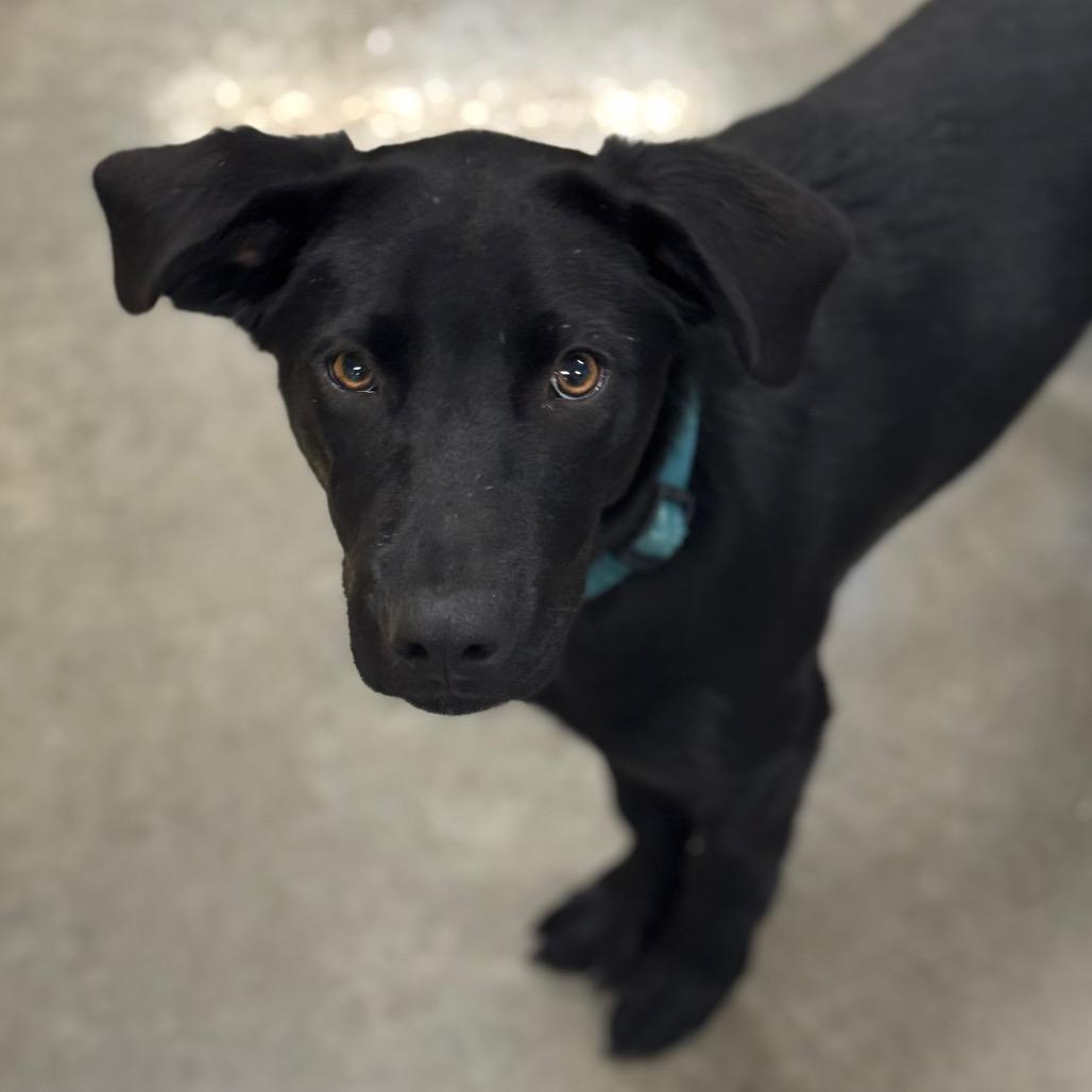 Bernie, Adoptable, Young Male Black Labrador Retriever & Mixed Breed.