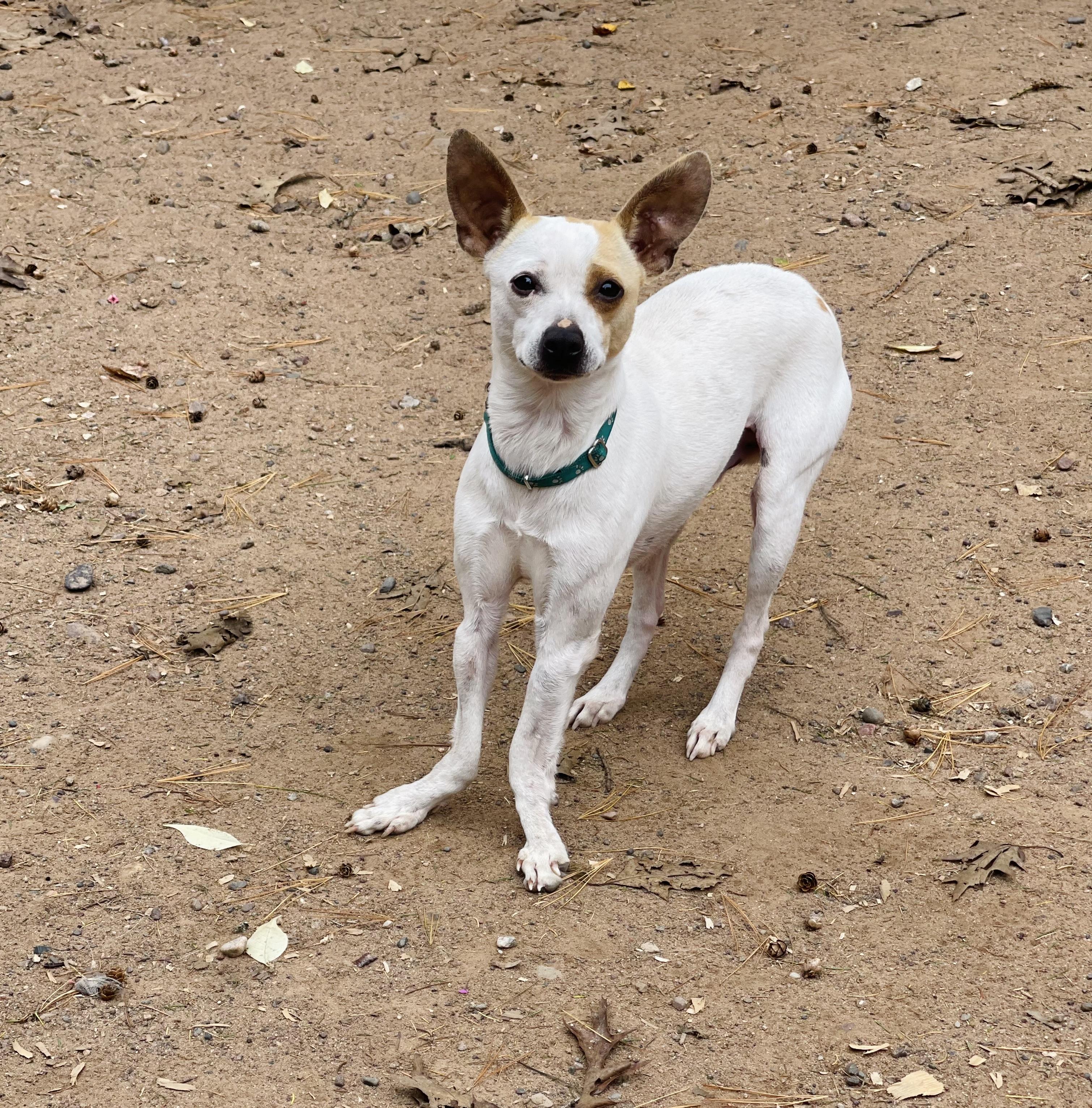 Keola, an adoptable Jack Russell Terrier, Chihuahua in Winter, WI, 54896 | Photo Image 2