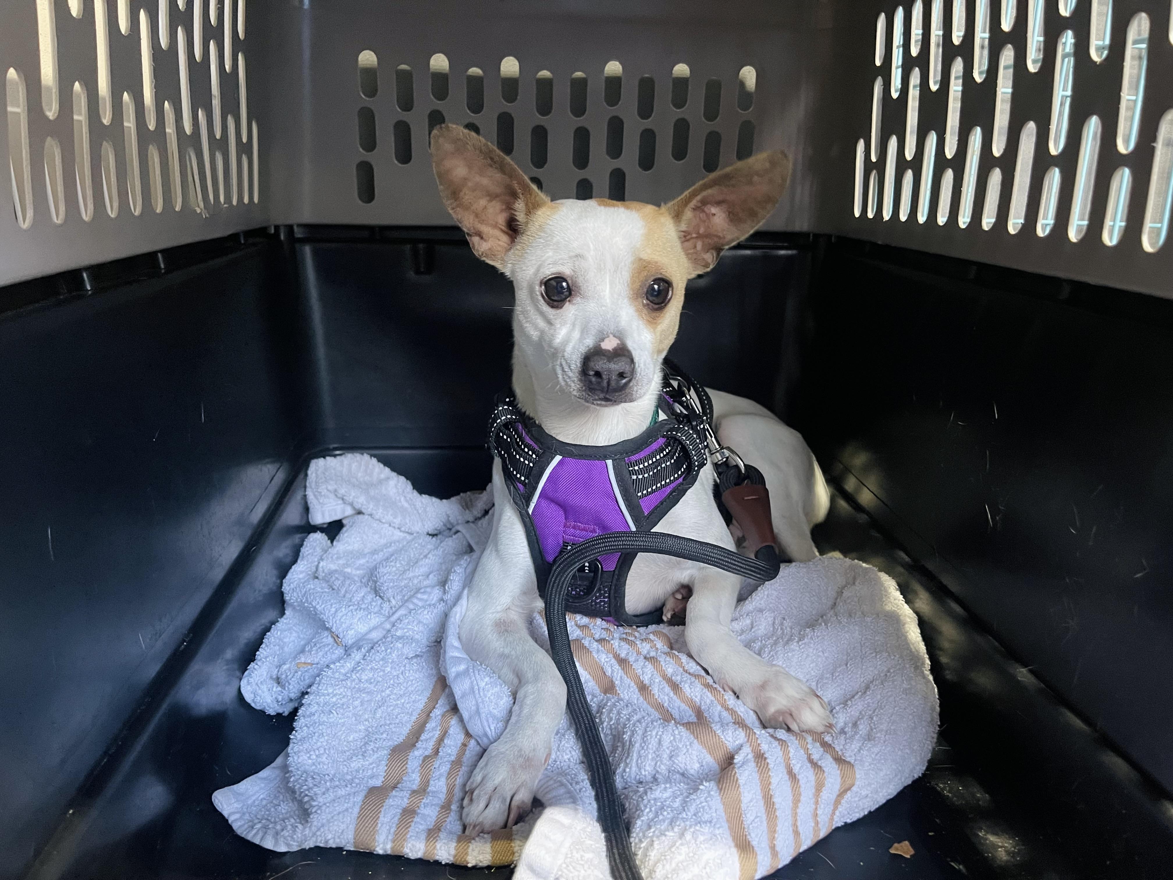 Keola, an adoptable Jack Russell Terrier, Chihuahua in Winter, WI, 54896 | Photo Image 1