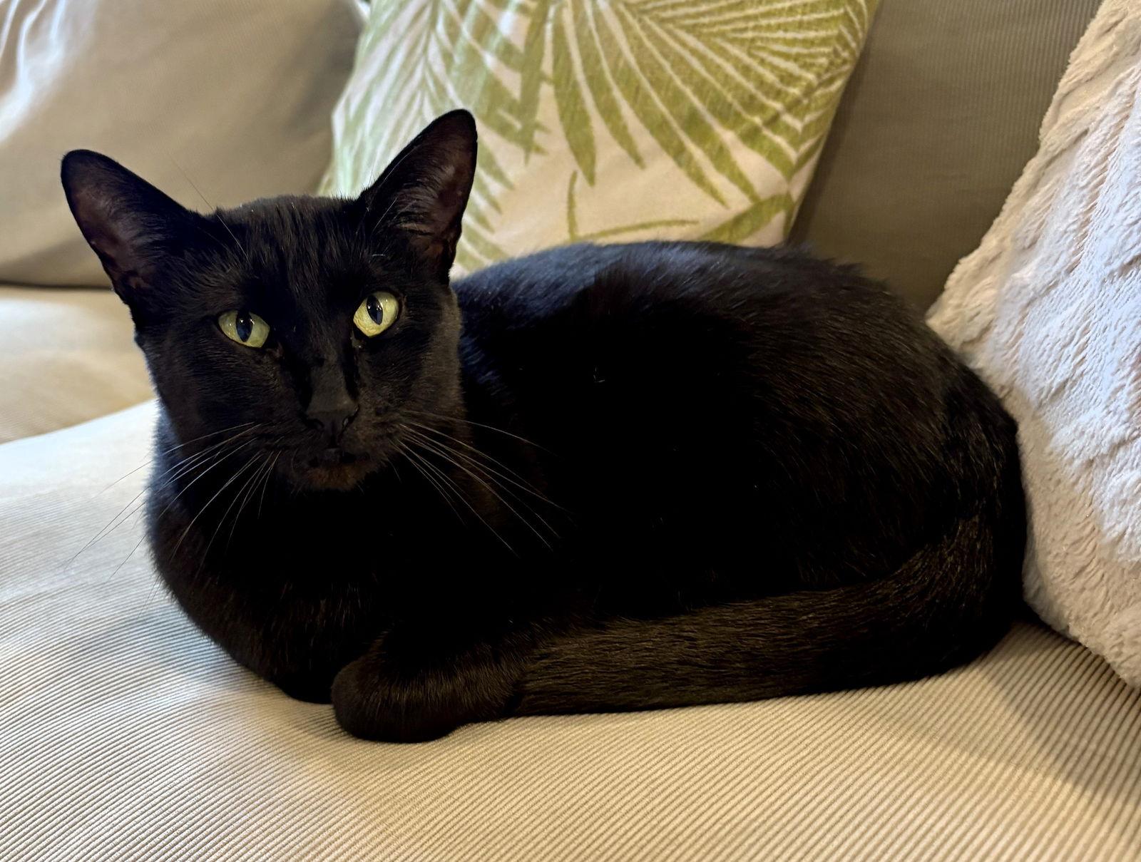 Lucy, Adoptable, Young Female Domestic Short Hair.