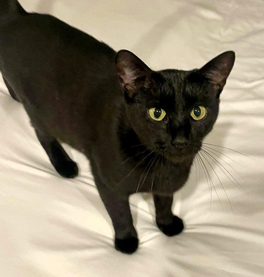 Enlarge Lucy, a Adoptable Domestic Short Hair in Lighthouse Point, FL image 2/3