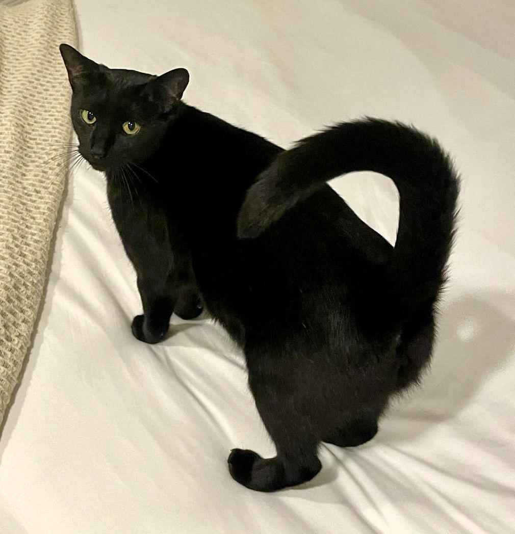 Enlarge Lucy, a Adoptable Domestic Short Hair in Lighthouse Point, FL image 3/3