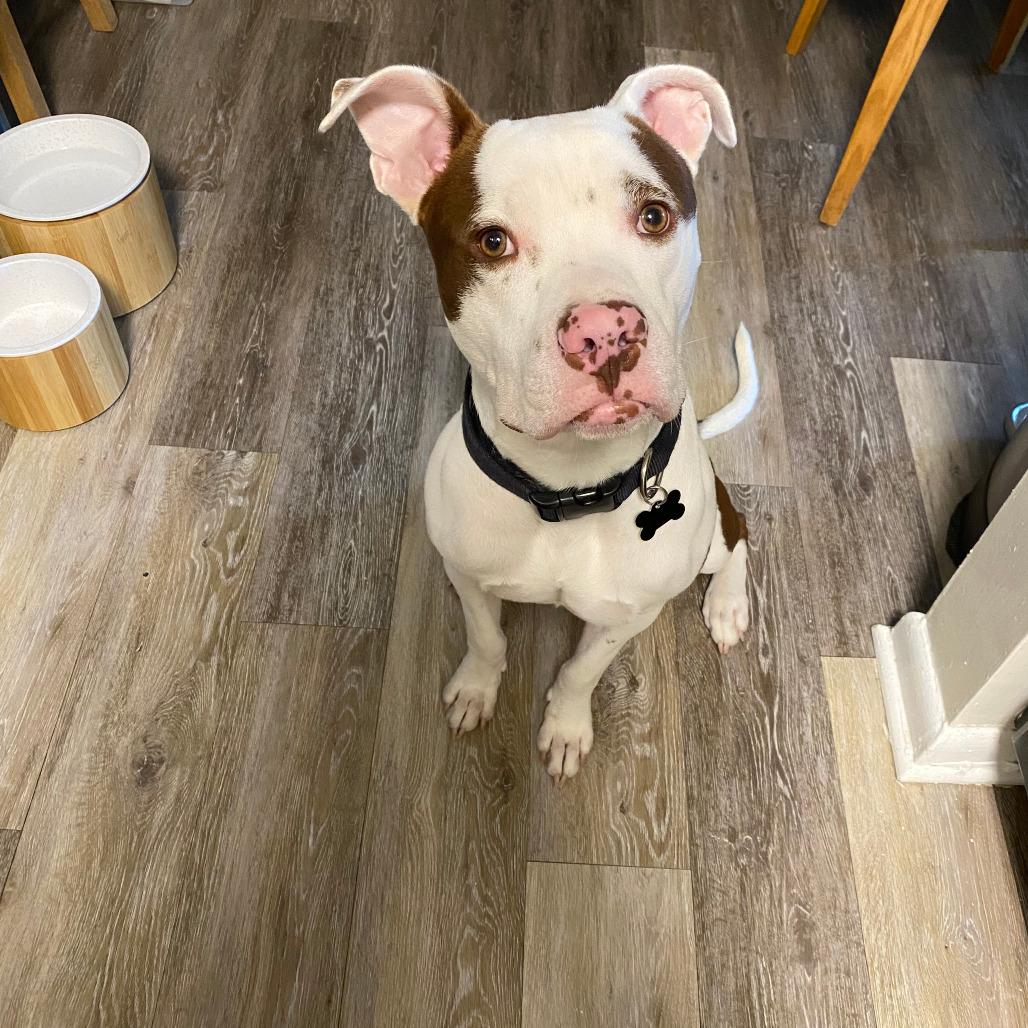 Taco, Adoptable, Adult Male Pit Bull Terrier & American Staffordshire Terrier.