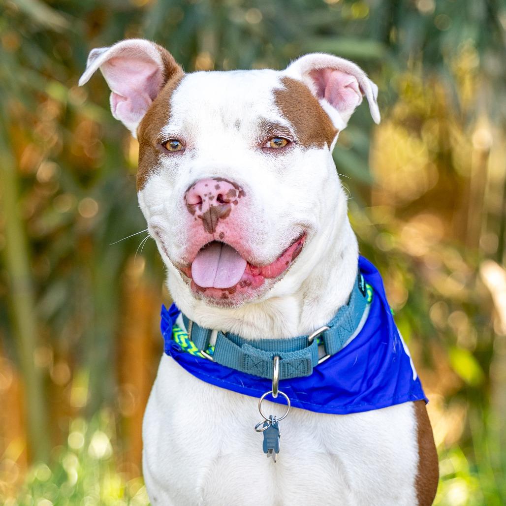 Enlarge Taco, a Adoptable mixed breed in Durham, NC image 2/6