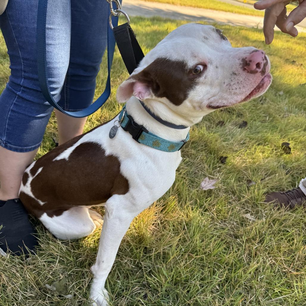 Taco, a Adoptable mixed breed in Durham, NC image 3/6