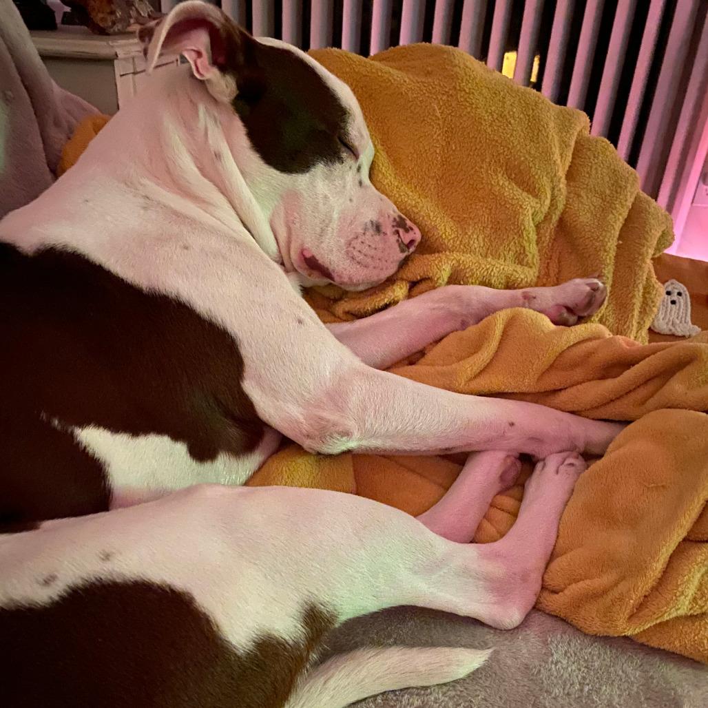 Taco, a Adoptable mixed breed in Durham, NC image 4/6