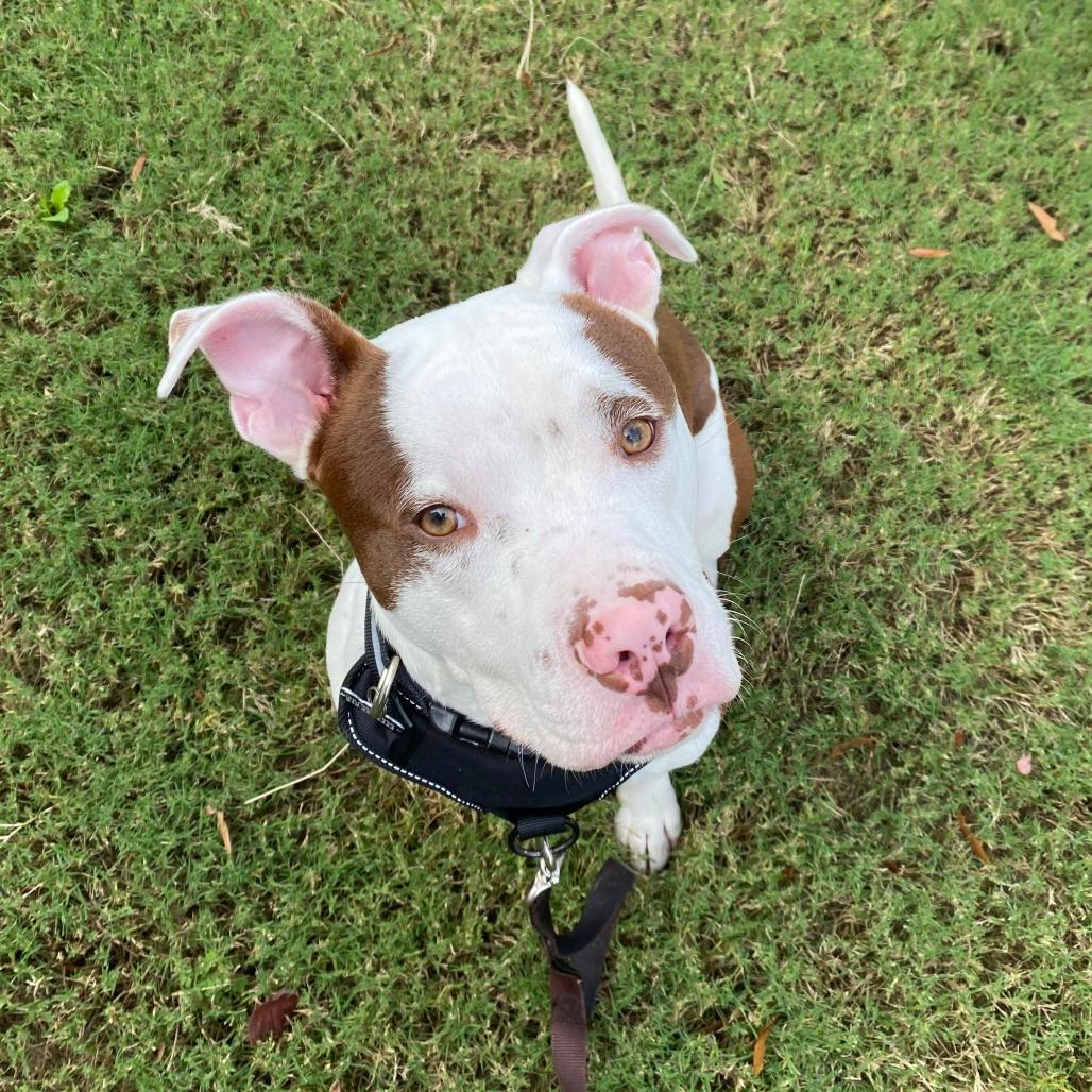 Taco, a Adoptable mixed breed in Durham, NC image 5/6