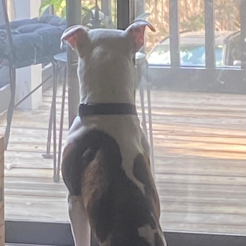 Taco, a Adoptable mixed breed in Durham, NC image 6/6