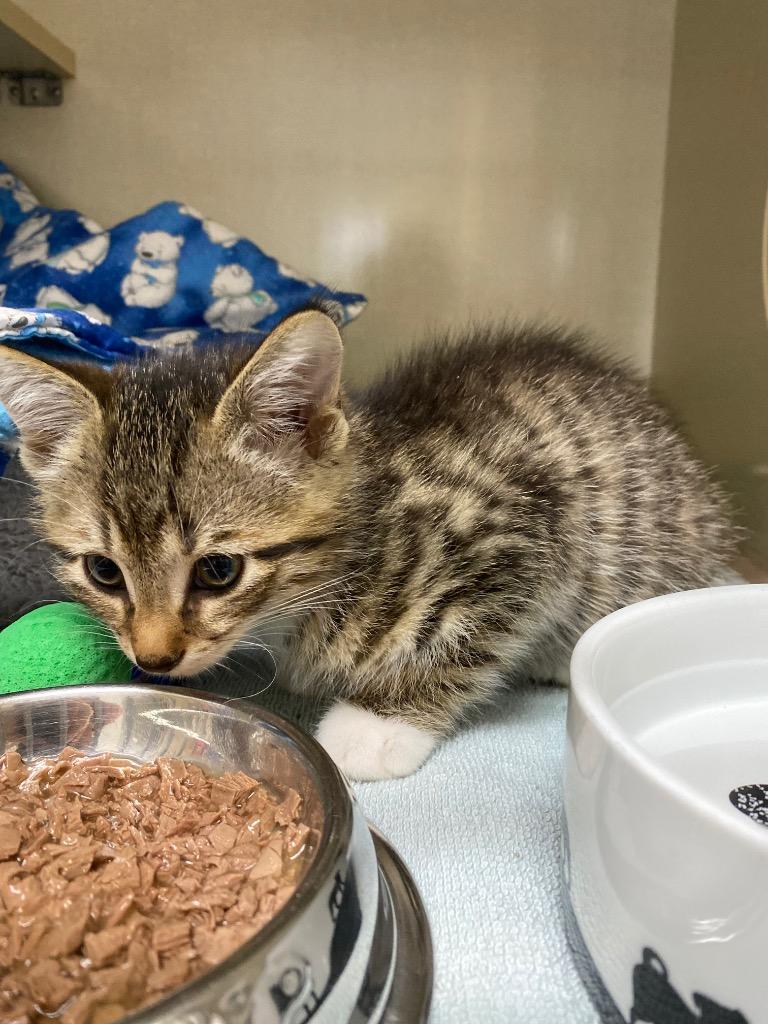 Snap Pea, Adoptable, Kitten Male Domestic Short Hair.