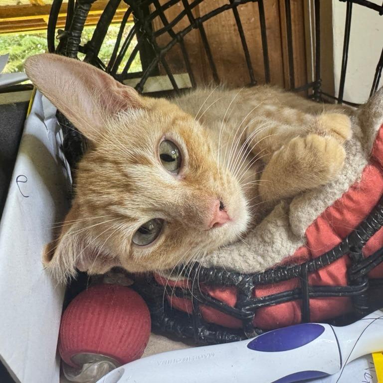 Hobbes, Adoptable, Young Male Domestic Short Hair.