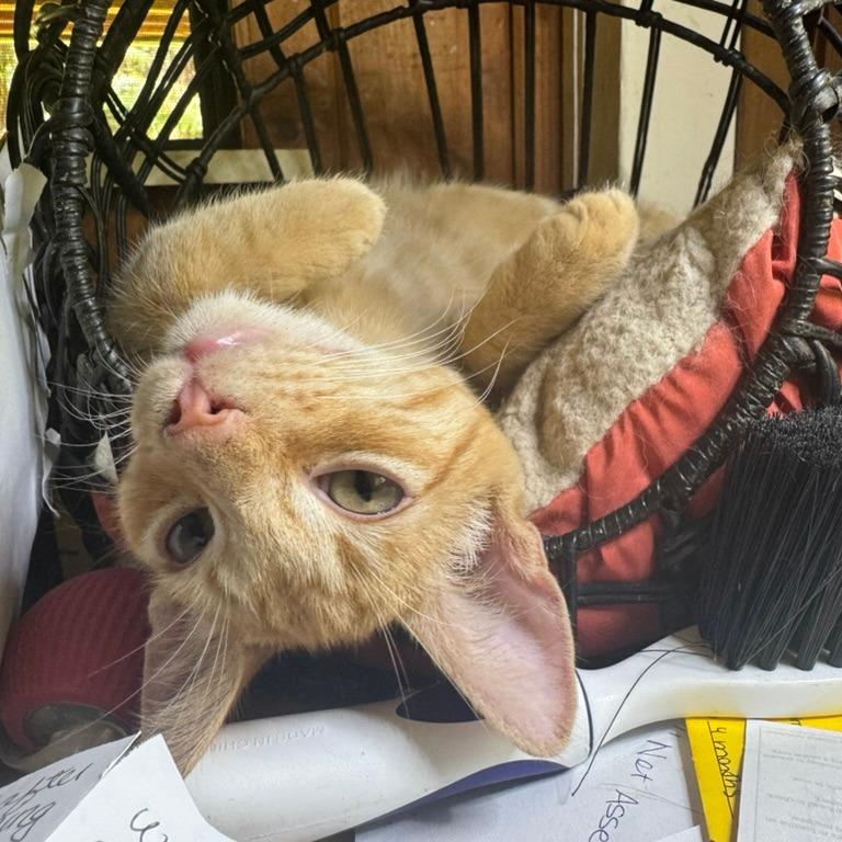 Hobbes, a Adoptable Domestic Short Hair in Volcano, HI image 2/3