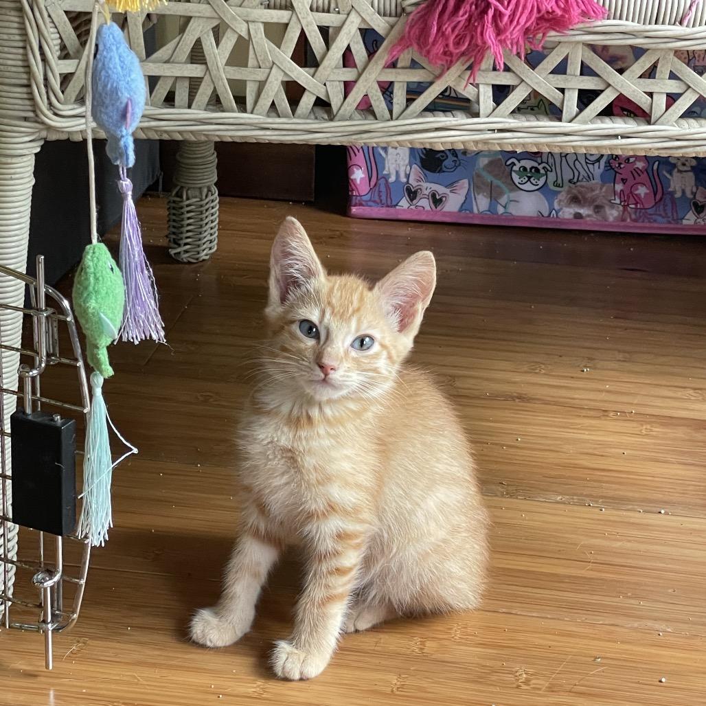 Hobbes, a Adoptable Domestic Short Hair in Volcano, HI image 3/3