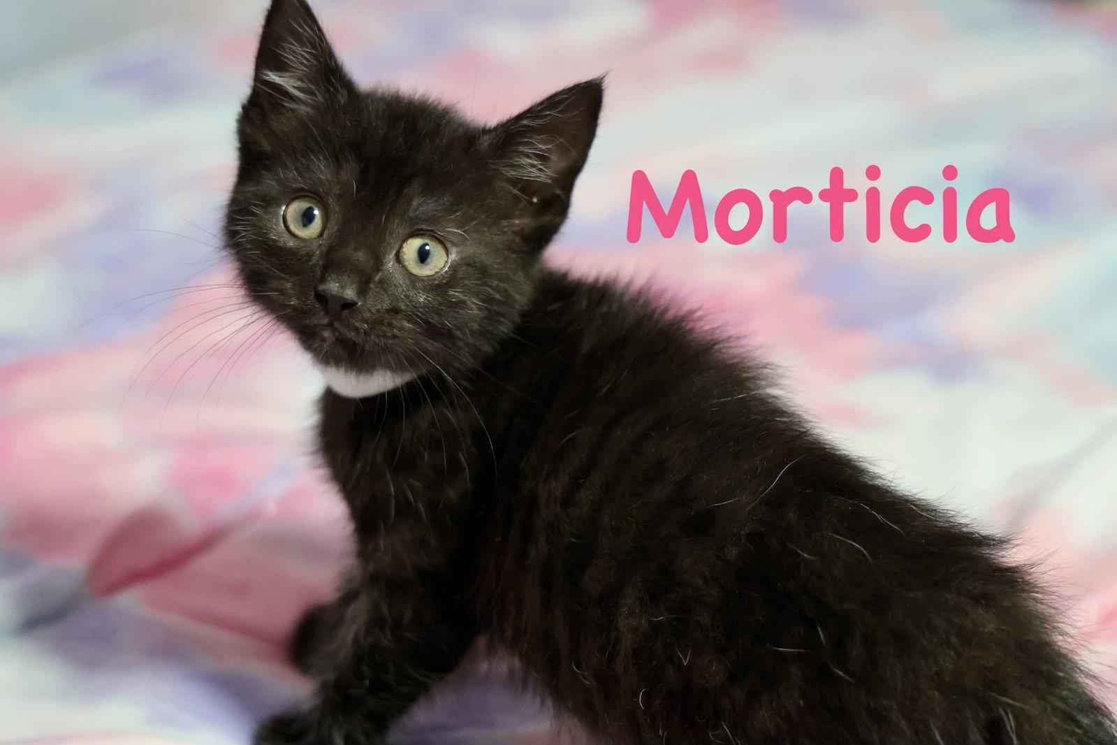 Enlarge Morticia, a Adopted Domestic Short Hair in Reston, VA image 1/3