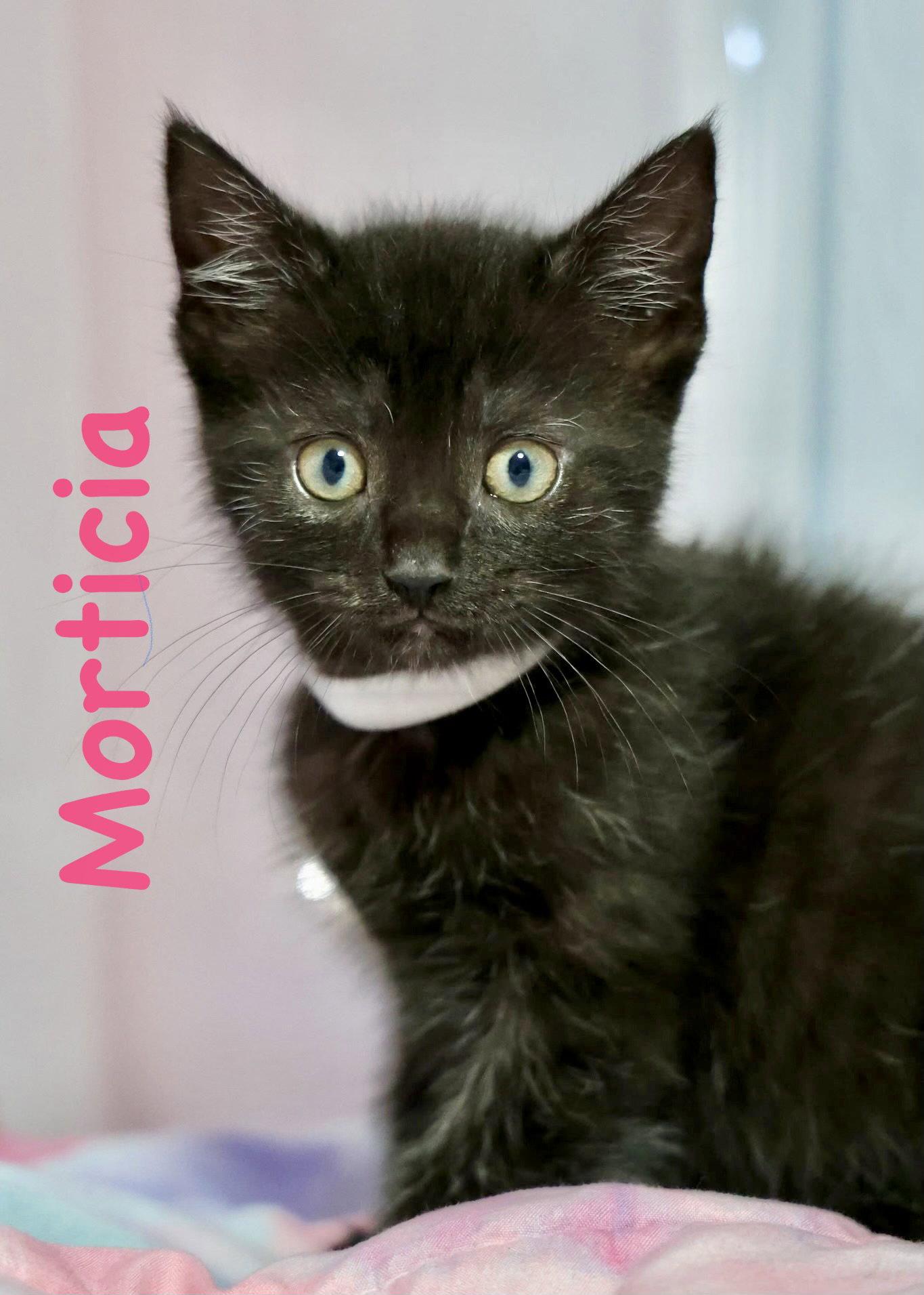 Enlarge Morticia, a Adopted Domestic Short Hair in Reston, VA image 2/3