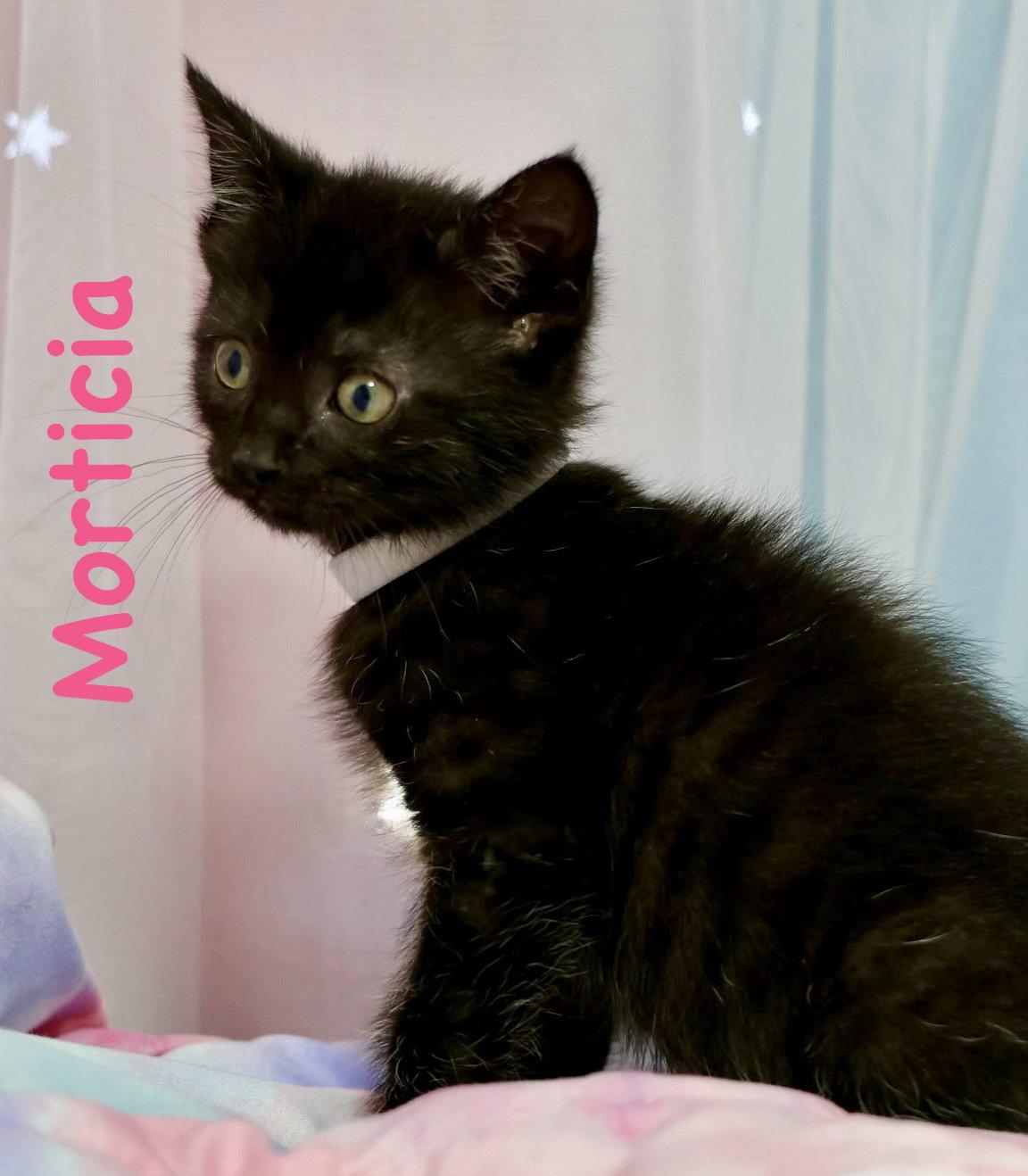 Enlarge Morticia, a Adopted Domestic Short Hair in Reston, VA image 3/3