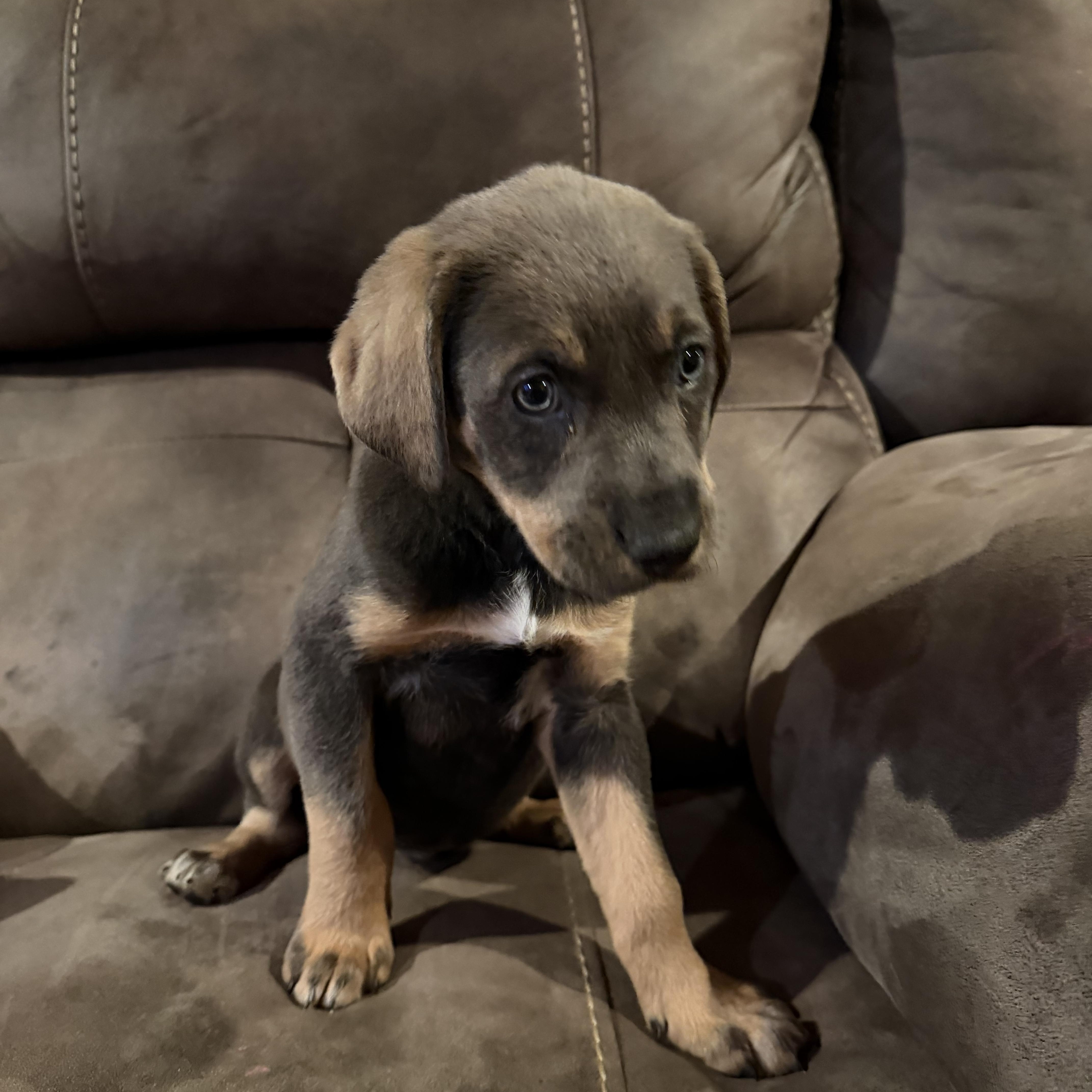 Enlarge Mocha , an adopted mixed breed in Copper Hill, VA image 3/3